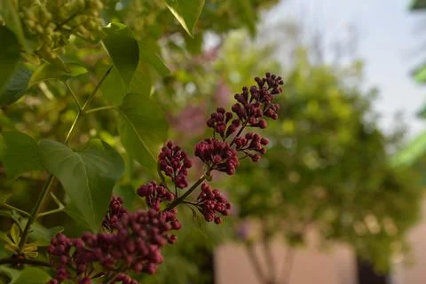 The lilac tree has opened leaves and small fragrant flowers of lilac and whit Stock Photos