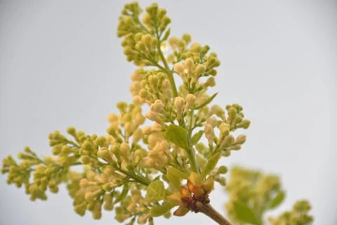 The lilac tree has opened leaves and small fragrant flowers of lilac and whit Foto stock