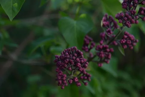 The lilac tree has opened leaves and small fragrant flowers of lilac and whit Stock Photos