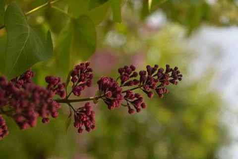 The lilac tree has opened leaves and small fragrant flowers of lilac and whit Stock Photos
