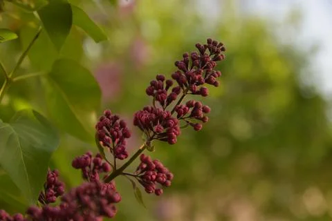 The lilac tree has opened leaves and small fragrant flowers of lilac and whit Stock Photos