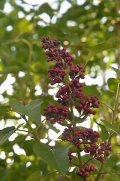 The lilac tree has opened leaves and small fragrant flowers of lilac and whit Stock Photos