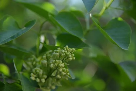 The lilac tree has opened leaves and small fragrant flowers of lilac and whit Stock Photos