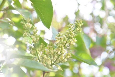 The lilac tree has opened leaves and small fragrant flowers of lilac and whit Stock Photos