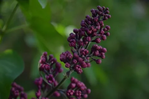 The lilac tree has opened leaves and small fragrant flowers of lilac and whit Stock Photos