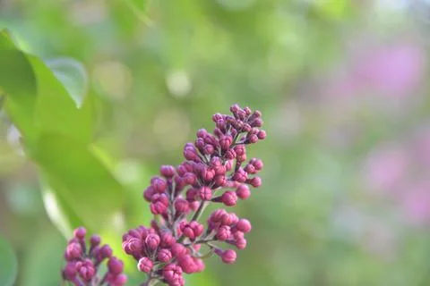 The lilac tree has opened leaves and small fragrant flowers of lilac and whit Stock Photos