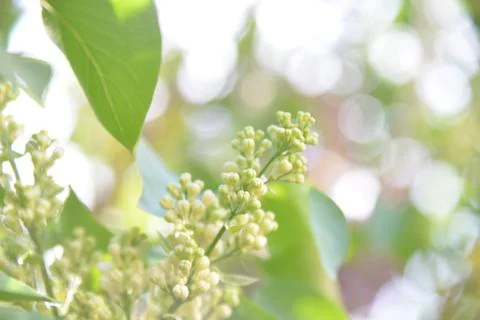 The lilac tree has opened leaves and small fragrant flowers of lilac and whit Stock Photos