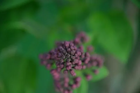 The lilac tree has opened leaves and small fragrant flowers of lilac and whit Stock Photos