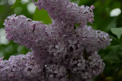 The lilac tree has opened leaves and small fragrant flowers of lilac and whit Stock Photos