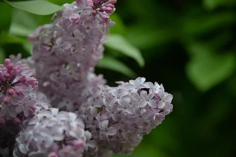 The lilac tree has opened leaves and small fragrant flowers of lilac and whit Stock Photos
