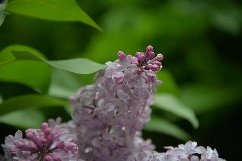 The lilac tree has opened leaves and small fragrant flowers of lilac and whit Stock Photos