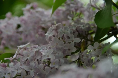 The lilac tree has opened leaves and small fragrant flowers of lilac and whit Stock Photos