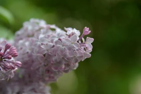 The lilac tree has opened leaves and small fragrant flowers of lilac and whit Stock Photos