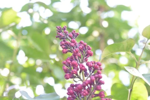 The lilac tree has opened leaves and small fragrant flowers of lilac and whit Stock Photos