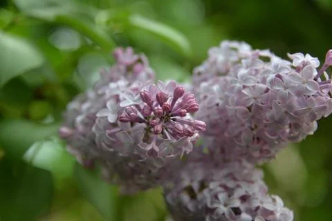 The lilac tree has opened leaves and small fragrant flowers of lilac and whit Stock Photos