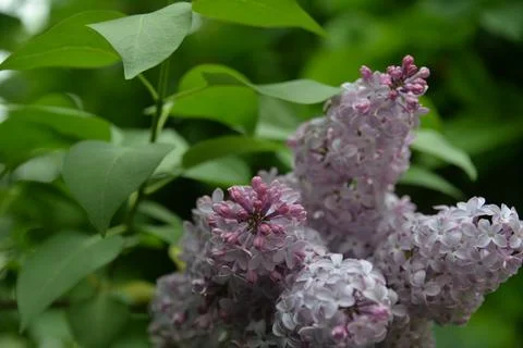 The lilac tree has opened leaves and small fragrant flowers of lilac and whit Stock Photos