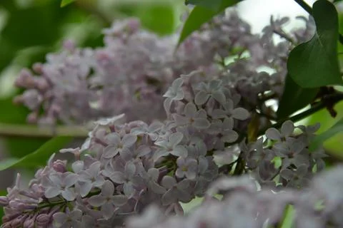 The lilac tree has opened leaves and small fragrant flowers of lilac and whit Stock Photos