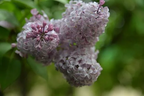 The lilac tree has opened leaves and small fragrant flowers of lilac and whit Stock Photos