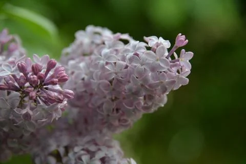 The lilac tree has opened leaves and small fragrant flowers of lilac and whit Stock-Fotos