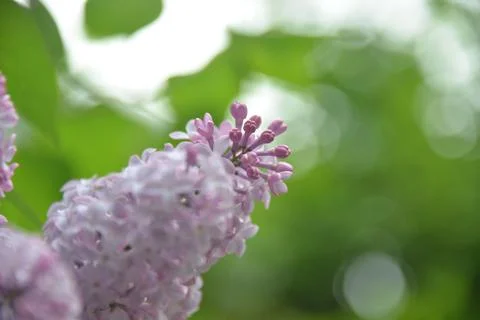 The lilac tree has opened leaves and small fragrant flowers of lilac and whit Stock Photos