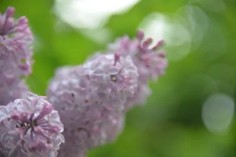 The lilac tree has opened leaves and small fragrant flowers of lilac and whit Stock Photos