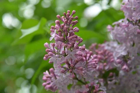 The lilac tree has opened leaves and small fragrant flowers of lilac and whit Stock Photos