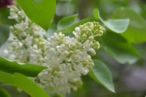The lilac tree has opened leaves and small fragrant flowers of lilac and whit Stock Photos