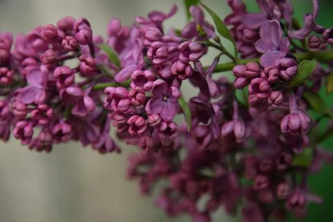 The lilac tree has opened leaves and small fragrant flowers of lilac and whit Stock Photos