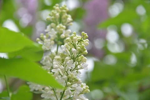 The lilac tree has opened leaves and small fragrant flowers of lilac and whit Stock Photos