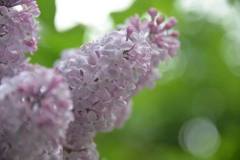The lilac tree has opened leaves and small fragrant flowers of lilac and whit Stock Photos
