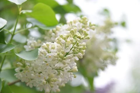 The lilac tree has opened leaves and small fragrant flowers of lilac and whit Stock Photos