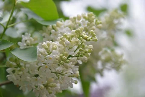 The lilac tree has opened leaves and small fragrant flowers of lilac and whit Stock Photos