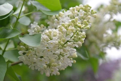 The lilac tree has opened leaves and small fragrant flowers of lilac and whit Stock Photos