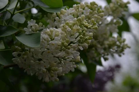 The lilac tree has opened leaves and small fragrant flowers of lilac and whit Stock Photos