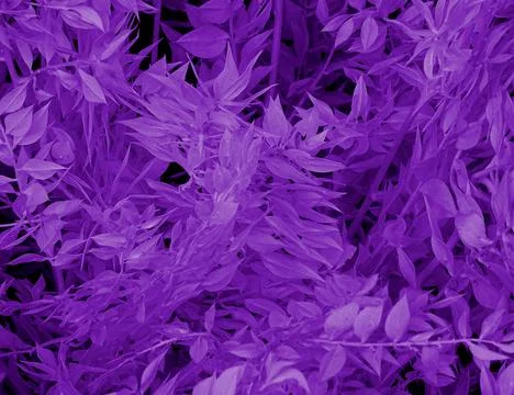 Lilac Tree Leaf Flora Background Stock Photos