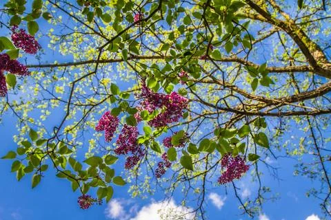 Lilac tree Stock Photos