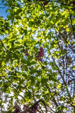 Lilac tree Stock Photos