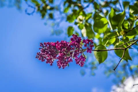 Lilac tree Foto stock