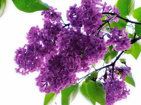 Lilac on a tree Stock Photos
