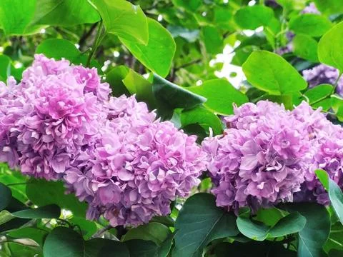 Lilac on a tree Stock-Fotos