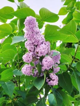 Lilac on a tree Stock Photos