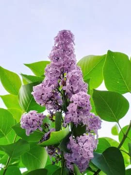 Lilac on a tree Foto stock