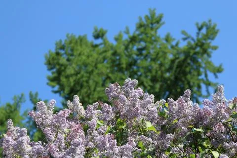 Lilac, trees and sky in spring Stock Photos