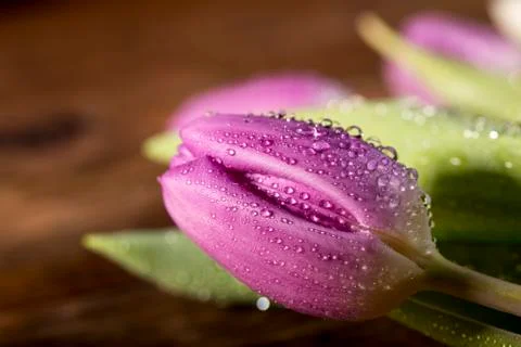 Lilac tulip Stock Photos