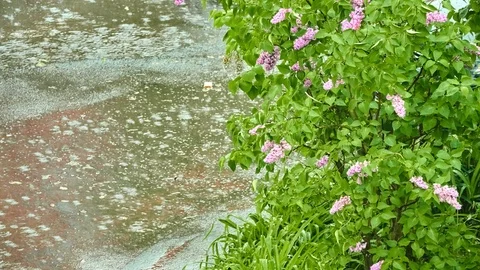 Lilac under streams of rain in spring city park Stock Footage 92084118