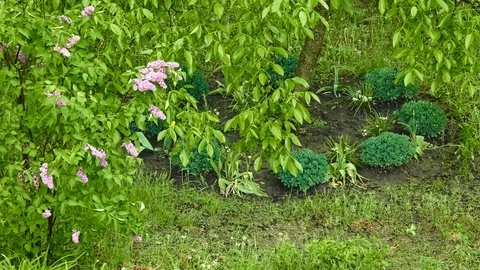 Lilac under streams of rain in spring city park 스톡 동영상 92492118