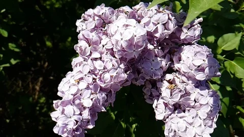 Lilac violet on a branch slow motion Video stock 95578532