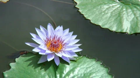 Lilac water lily Stock Footage 763296