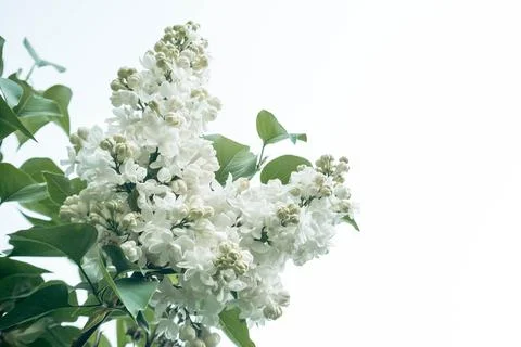 Lilac on white background Foto stock