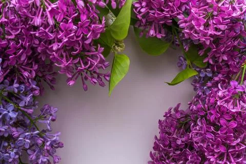Lilac on white background Stock Photos